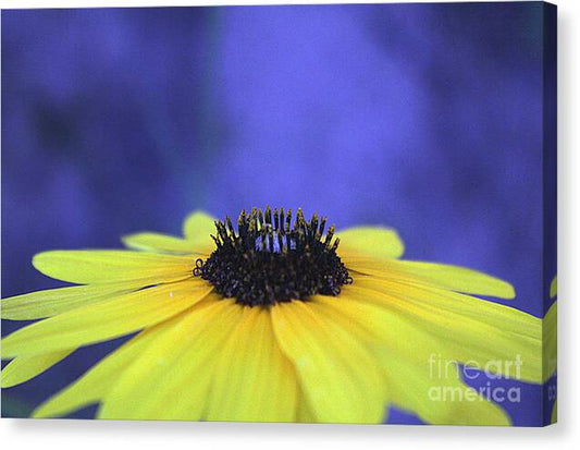 Asteraceae Gilded - Canvas Print
