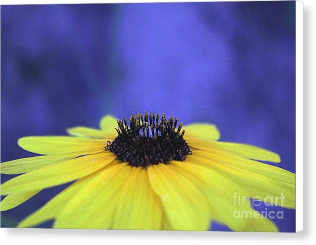 Asteraceae Gilded - Canvas Print