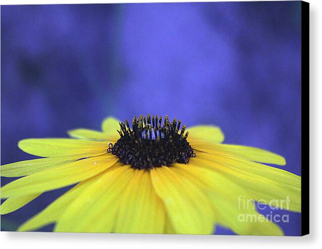 Asteraceae Gilded - Canvas Print