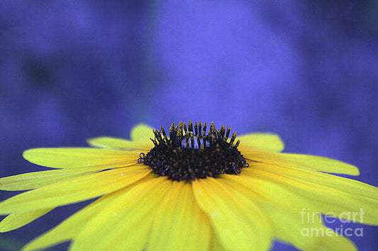 Asteraceae Gilded - Art Print