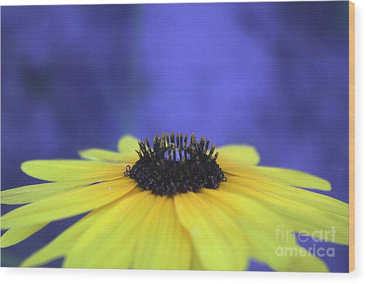 Asteraceae Gilded - Wood Print