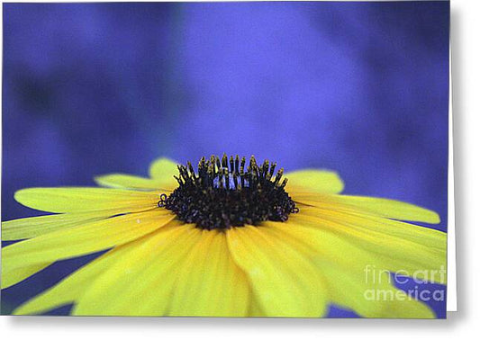 Asteraceae Gilded - Greeting Card