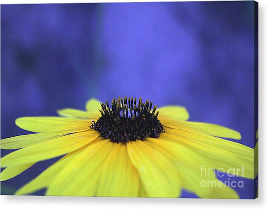 Asteraceae Gilded - Acrylic Print