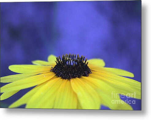 Asteraceae Gilded - Metal Print