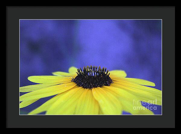 Asteraceae Gilded - Framed Print