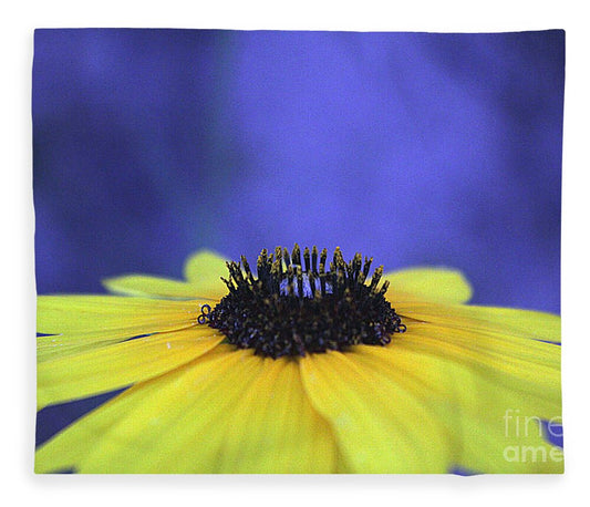Asteraceae Gilded - Blanket