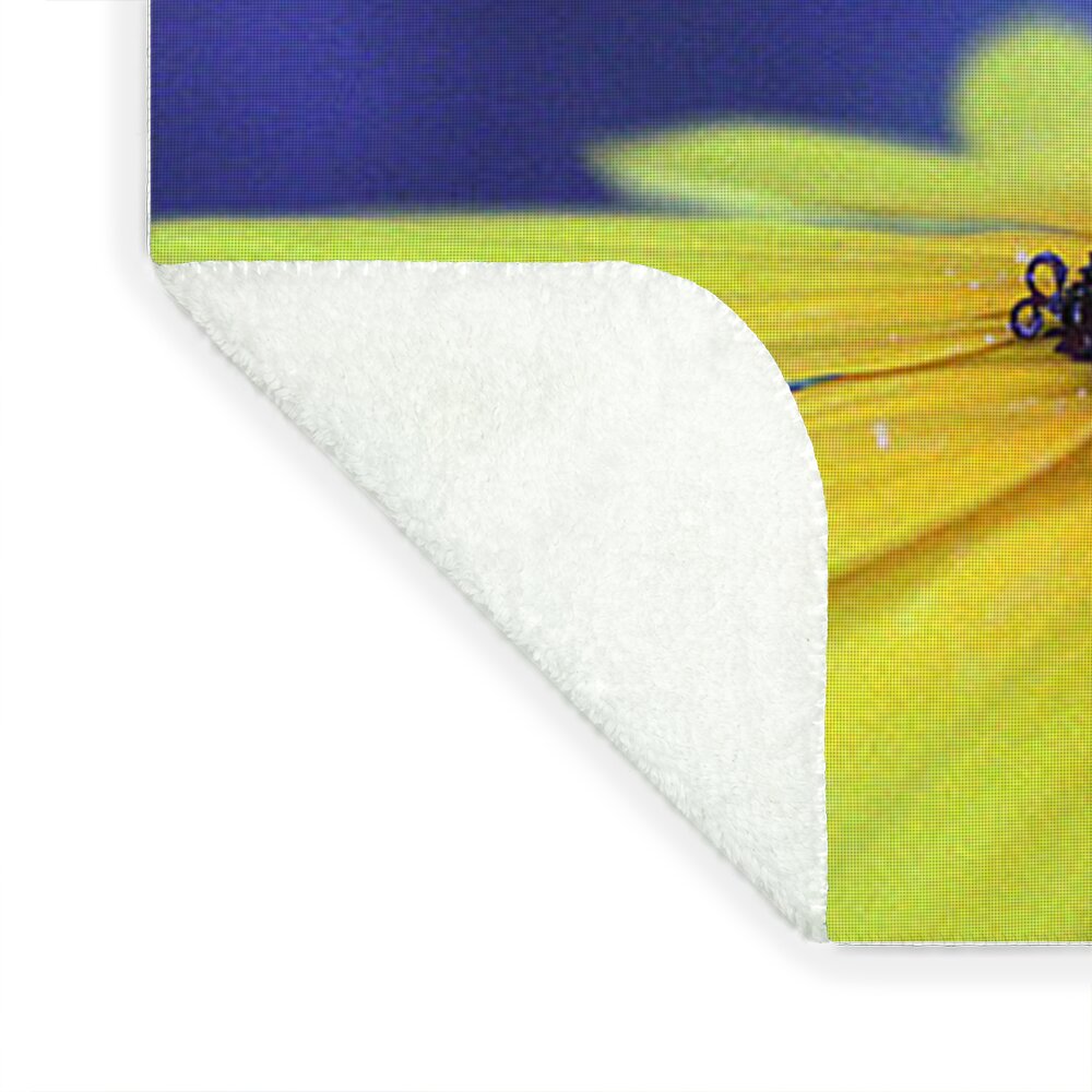 Asteraceae Gilded - Blanket