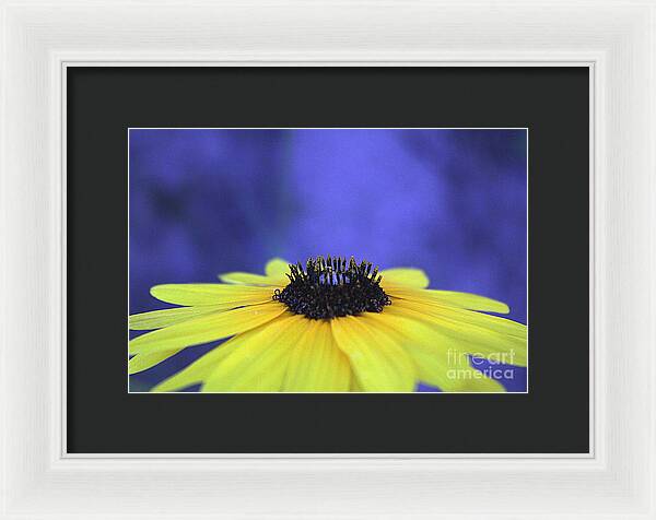 Asteraceae Gilded - Framed Print