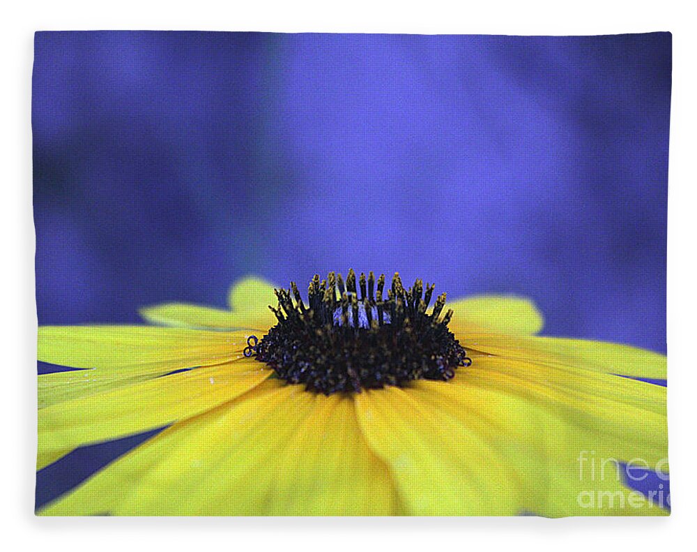 Asteraceae Gilded - Blanket
