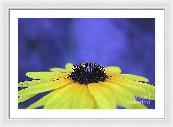 Asteraceae Gilded - Framed Print