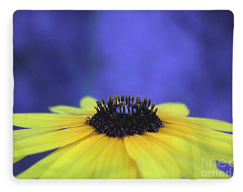 Asteraceae Gilded - Blanket