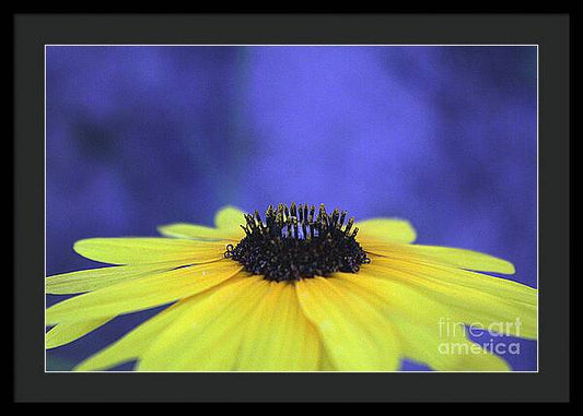 Asteraceae Gilded - Framed Print