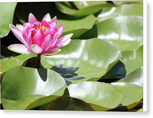 Blooming Through Adversity - Canvas Print