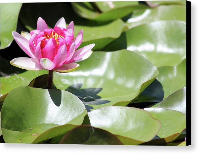 Blooming Through Adversity - Canvas Print