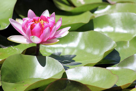 Blooming Through Adversity - Art Print