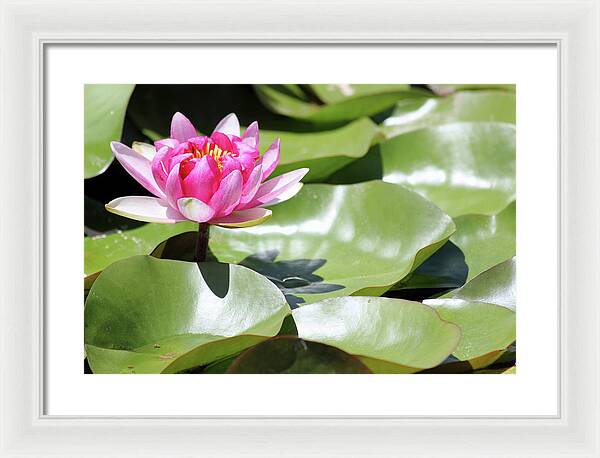 Blooming Through Adversity - Framed Print