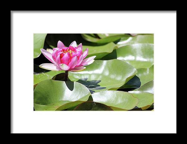 Blooming Through Adversity - Framed Print