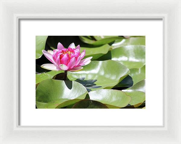 Blooming Through Adversity - Framed Print
