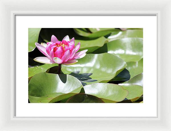 Blooming Through Adversity - Framed Print