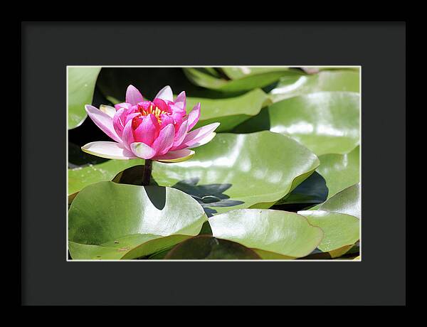 Blooming Through Adversity - Framed Print