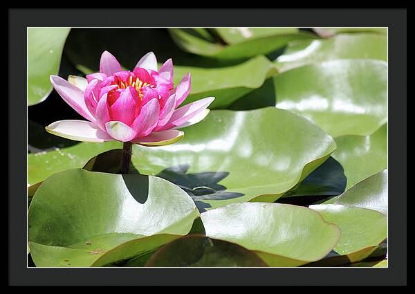 Blooming Through Adversity - Framed Print