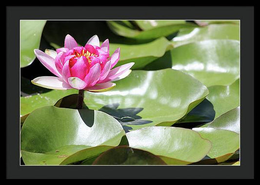 Blooming Through Adversity - Framed Print