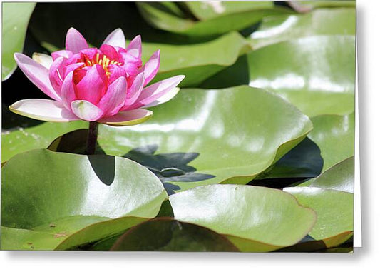 Blooming Through Adversity - Greeting Card