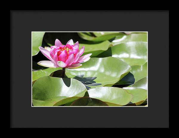 Blooming Through Adversity - Framed Print