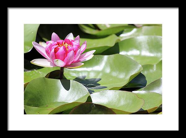 Blooming Through Adversity - Framed Print
