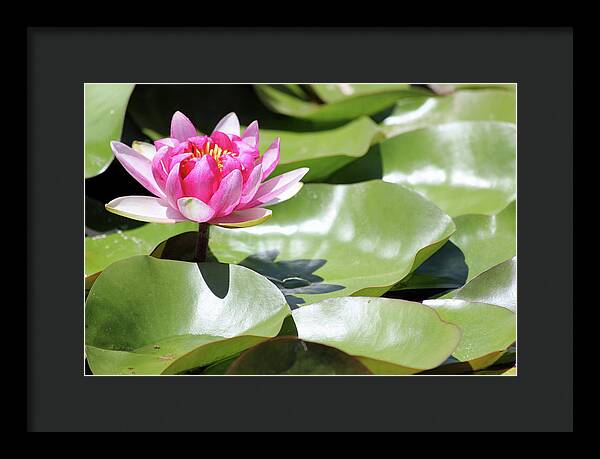 Blooming Through Adversity - Framed Print