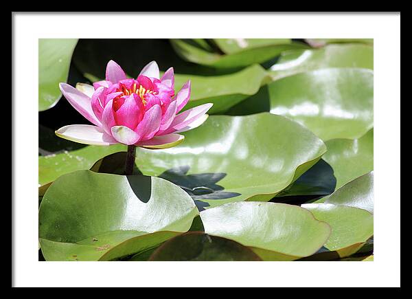 Blooming Through Adversity - Framed Print