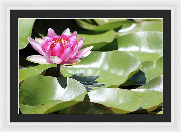 Blooming Through Adversity - Framed Print