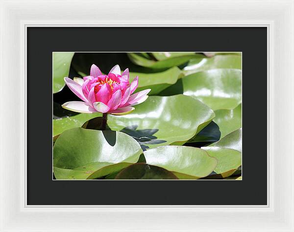 Blooming Through Adversity - Framed Print