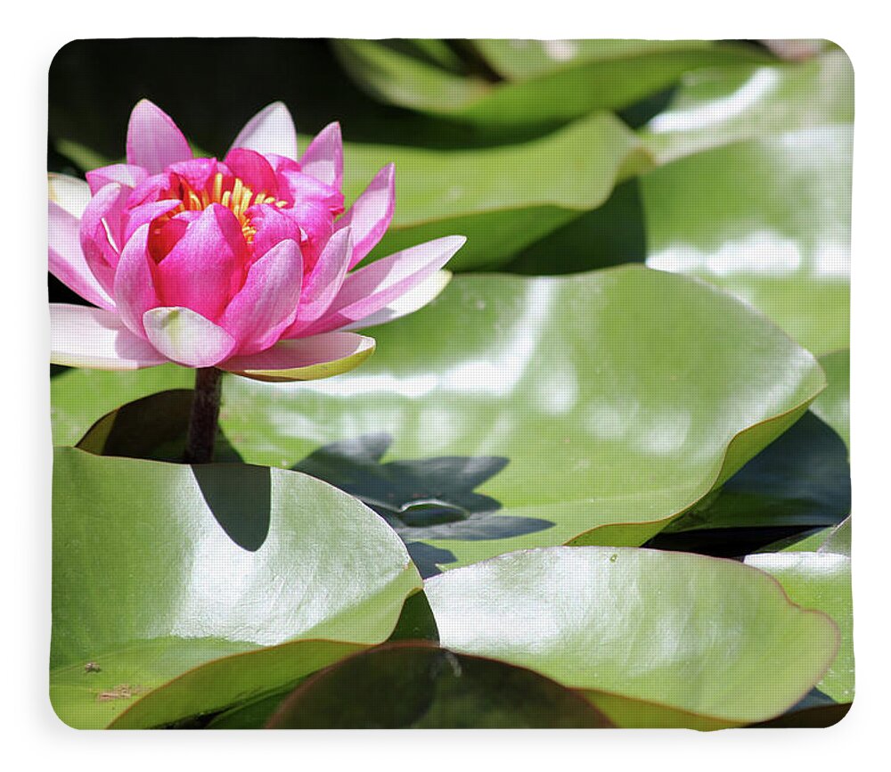 Blooming Through Adversity - Blanket