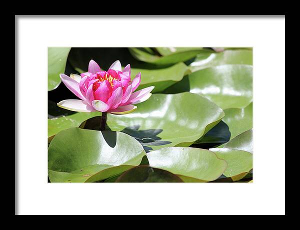 Blooming Through Adversity - Framed Print