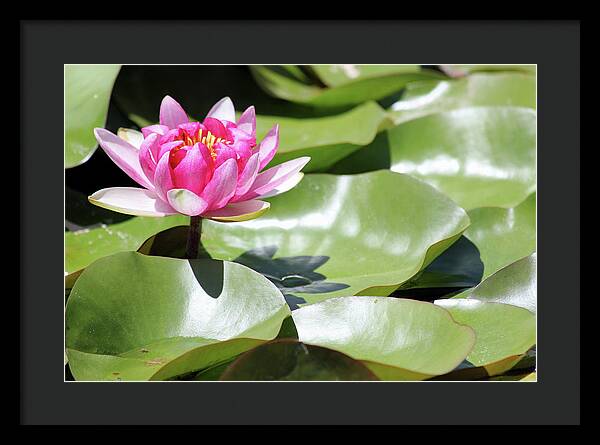 Blooming Through Adversity - Framed Print