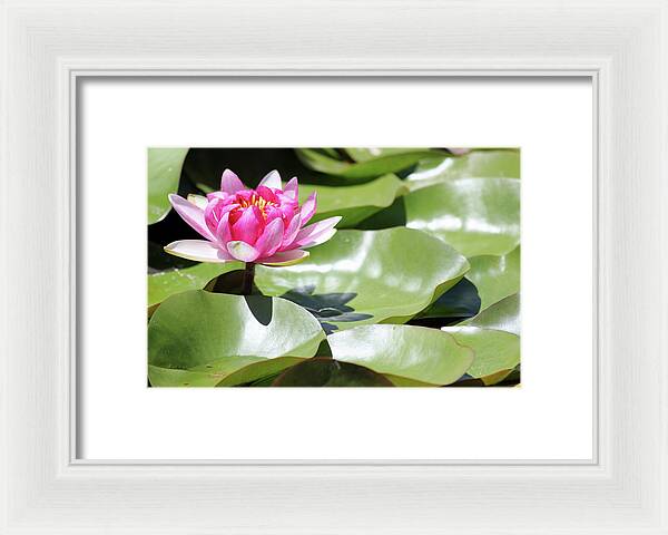 Blooming Through Adversity - Framed Print