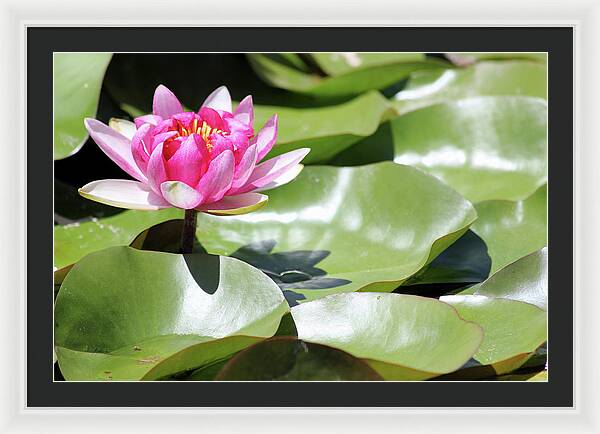 Blooming Through Adversity - Framed Print