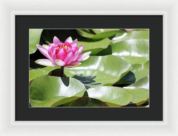 Blooming Through Adversity - Framed Print