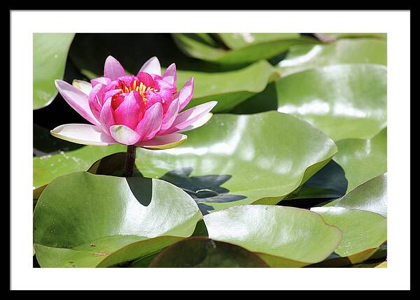 Blooming Through Adversity - Framed Print