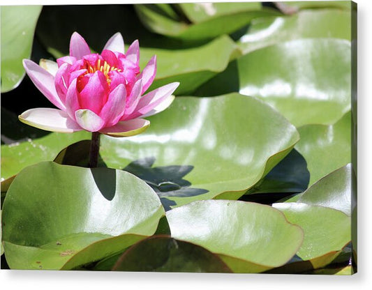 Blooming Through Adversity - Acrylic Print