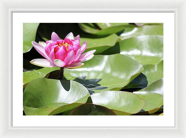 Blooming Through Adversity - Framed Print