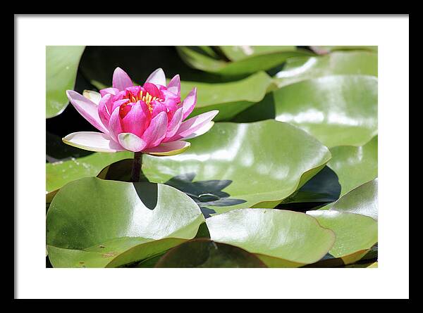 Blooming Through Adversity - Framed Print