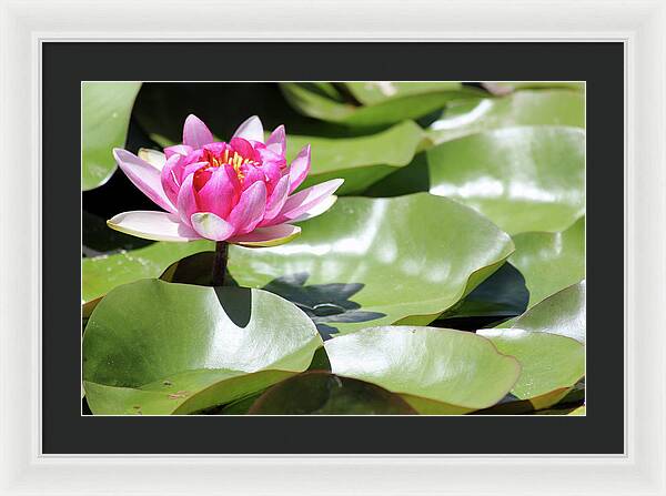 Blooming Through Adversity - Framed Print