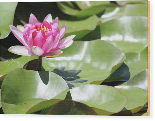 Blooming Through Adversity - Wood Print