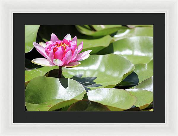 Blooming Through Adversity - Framed Print