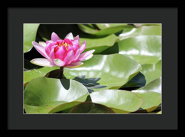 Blooming Through Adversity - Framed Print