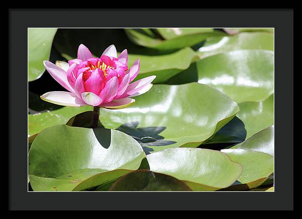 Blooming Through Adversity - Framed Print