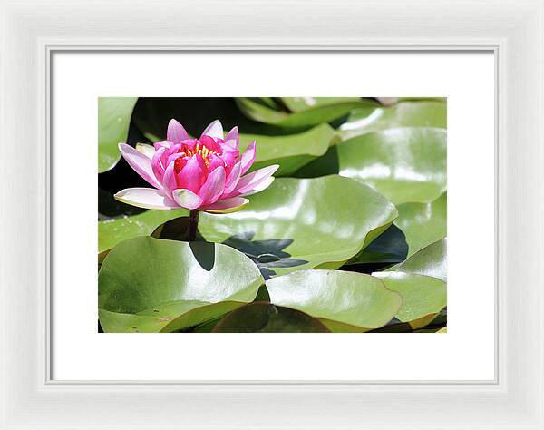 Blooming Through Adversity - Framed Print