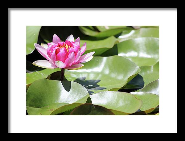 Blooming Through Adversity - Framed Print
